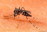 Catuípe tem mutirão de combate ao mosquito Aedes Aegypti